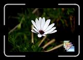 Australian Flowers * (15 Slides)